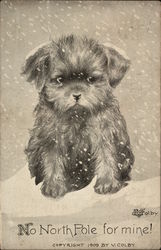 No North Pole! Postcard