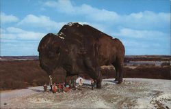 World's Largest Buffalo Postcard