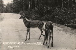 Nortlands Deer Tomahawk, WI Postcard Postcard Postcard