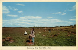 Cranberry Bog Cape Cod, MA Postcard Postcard Postcard