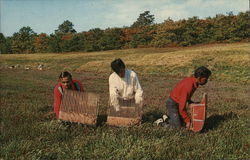 Cranberry Harvesting on Cape Cod Massachusetts Postcard Postcard Postcard