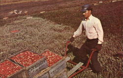 Harvesting Cranberries Cape Cod, MA Postcard Postcard Postcard