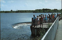 Pymatuning Lake - Visitors at Spillway Feeding Fish Linesville, PA Postcard Postcard Postcard