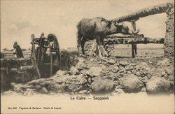 Water Buffalo Postcard