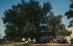 Oak Tree, High School Campus Nacogdoches, TX Postcard Postcard Postcard