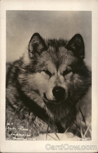 Arctic Prince Alaska Dogs