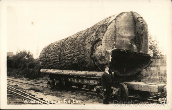 Washington Douglas Fir Log Logging