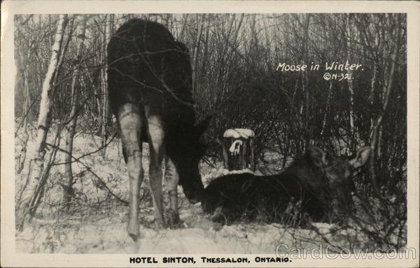 Moose in Winter, Hotel Sinton Thessalon Canada Ontario