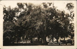 Lafayette Elm Postcard