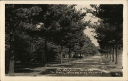 The Driveway Between the Pines, Mercersburg Academy Postcard