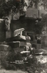 Polar Bear, The Chicago Zoological Park Postcard