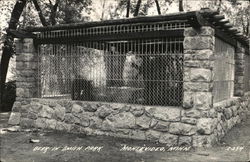Bear in Smith Park Postcard