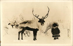 Alaska Reindeer and Eskimo Child Postcard