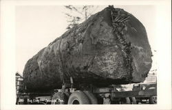 Big Log Seaside, OR Postcard Postcard Postcard