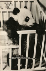 Giant Panda, Chicago Zoological Park Brookfield, IL Postcard Postcard 