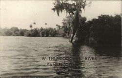 Withlacoochee River Yankeetown, FL Postcard Postcard Postcard