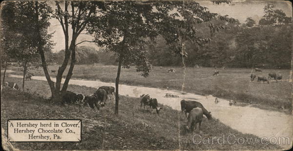 A Hershey Herd in Clover, Hershey Chocolate Co. Pennsylvania