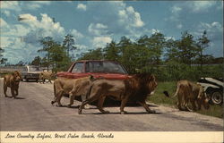 Lion Country Safari West Palm Beach, FL Postcard Postcard Postcard