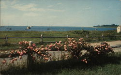 Roses on Rail Fence, Stage Harbor Chatham, MA Postcard Postcard Postcard