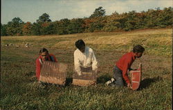 Cranberry Harvesting on Cape Cod Massachusetts Postcard Postcard Postcard