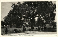 Evangeline Oak Saint Martinville, LA Postcard Postcard Postcard