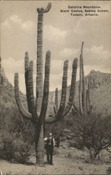 Giant Cactus, Sabino Canon, Catalina Mountains Tucson, AZ Postcard Postcard Postcard