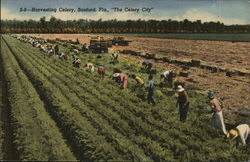 Harvesting Celery Postcard