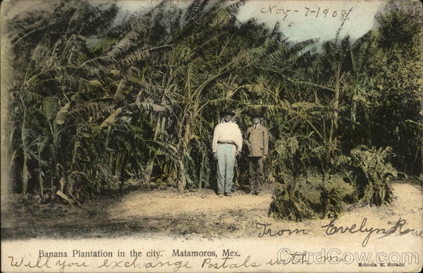 Banana Plantation in the City Matamoros Mexico