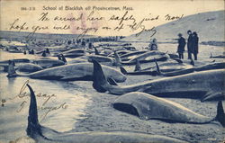 School of Blackfish Postcard