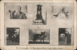 W. H. Southworth's Full Blood Educated Black Timber Wolf W. H. Southworth's Full Blood Educated Black Timber Wolf