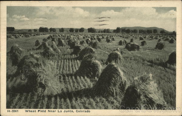 Wheat Field Near La Junta, Colorado