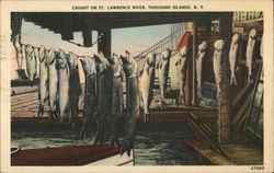 Fish Caught on St. Lawrence River Thousand Islands, NY Postcard Postcard Postcard