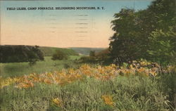 Field Lilies, Camp Pinnacle, Helderberg Mountains Postcard