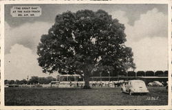 "The Great Oak" at the Race-Track Postcard