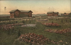 Flori-Culture Greenhouses, Univerity of Illinois Postcard