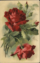 Blooming Red Roses Flowers Postcard Postcard Postcard