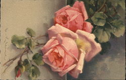 Pink roses Flowers Postcard Postcard Postcard