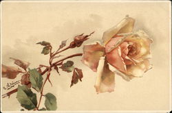 Pink Rose Postcard