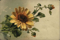 Beautiful Sunflower Flowers Postcard Postcard Postcard