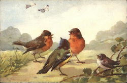 Birds Postcard