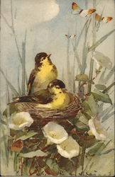 Birds C. Klein Postcard Postcard Postcard