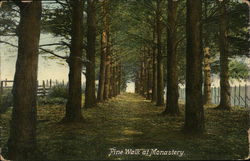 Pine Walk at Monastery Dubuque, IA Postcard Postcard Postcard