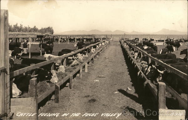 Cattle Feeding in the Pecos Valley Cows & Cattle