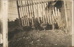 Chickens in Pen Postcard