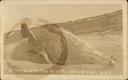 A Whale on the Beach Postcard