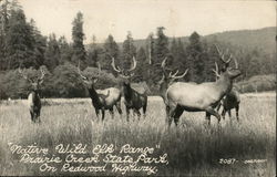 Native Wilk Elk Ranoe Postcard