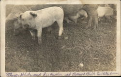 White Pig Postcard