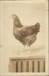 Chicken on Chicken Crate Chickens Postcard Postcard Postcard