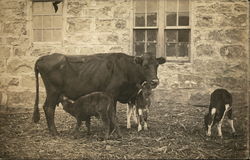 Cow with Calves Nursing Cow with Calves Nursing