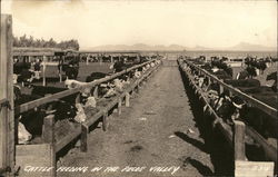 Cattle Feeding in the Pecos Valley Cattle Feeding in the Pecos Valley